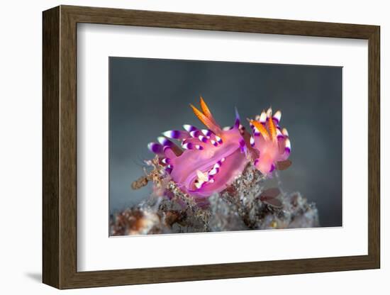 pair of nudibranchs just prior to mating, indonesia-alex mustard-Framed Photographic Print