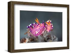 pair of nudibranchs just prior to mating, indonesia-alex mustard-Framed Photographic Print