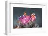 pair of nudibranchs just prior to mating, indonesia-alex mustard-Framed Photographic Print