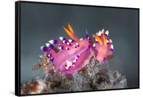 pair of nudibranchs just prior to mating, indonesia-alex mustard-Framed Stretched Canvas