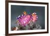 pair of nudibranchs just prior to mating, indonesia-alex mustard-Framed Photographic Print