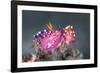 pair of nudibranchs just prior to mating, indonesia-alex mustard-Framed Photographic Print