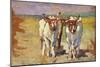 Pair of Oxen, 1910-1920-Guglielmo Micheli-Mounted Giclee Print