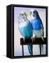 Pair of Parakeets Perching on Chair Back-Ted Horowitz-Framed Stretched Canvas