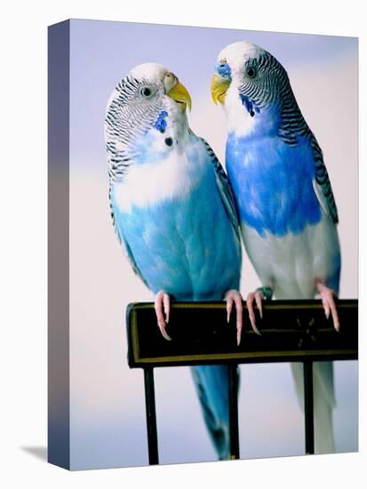 Pair of Parakeets Perching on Chair Back-Ted Horowitz-Stretched Canvas