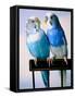 Pair of Parakeets Perching on Chair Back-Ted Horowitz-Framed Stretched Canvas