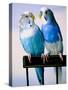 Pair of Parakeets Perching on Chair Back-Ted Horowitz-Stretched Canvas