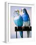 Pair of Parakeets Perching on Chair Back-Ted Horowitz-Framed Photographic Print