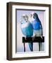 Pair of Parakeets Perching on Chair Back-Ted Horowitz-Framed Photographic Print