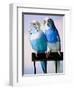 Pair of Parakeets Perching on Chair Back-Ted Horowitz-Framed Photographic Print