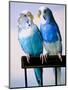 Pair of Parakeets Perching on Chair Back-Ted Horowitz-Mounted Photographic Print