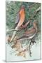 Pair of Passenger Pigeons, 1906-Louis Agassiz Fuertes-Mounted Giclee Print