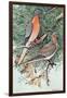 Pair of Passenger Pigeons, 1906-Louis Agassiz Fuertes-Framed Giclee Print