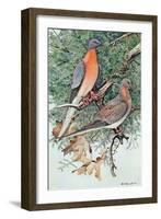 Pair of Passenger Pigeons, 1906-Louis Agassiz Fuertes-Framed Giclee Print