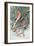 Pair of Passenger Pigeons, 1906-Louis Agassiz Fuertes-Framed Giclee Print