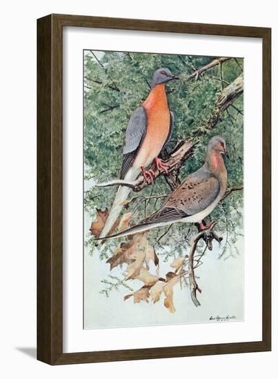 Pair of Passenger Pigeons, 1906-Louis Agassiz Fuertes-Framed Giclee Print