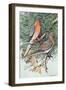 Pair of Passenger Pigeons, 1906-Louis Agassiz Fuertes-Framed Giclee Print