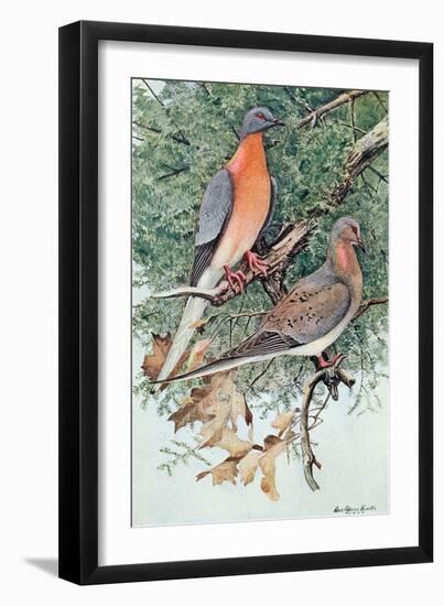 Pair of Passenger Pigeons, 1906-Louis Agassiz Fuertes-Framed Premium Giclee Print