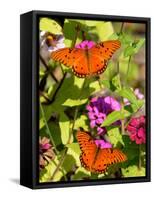 Pair of Passion Butterflies Perch on Flowers at a Houston Park-null-Framed Stretched Canvas