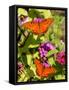 Pair of Passion Butterflies Perch on Flowers at a Houston Park-null-Framed Stretched Canvas