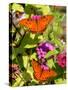 Pair of Passion Butterflies Perch on Flowers at a Houston Park-null-Stretched Canvas