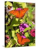 Pair of Passion Butterflies Perch on Flowers at a Houston Park-null-Stretched Canvas
