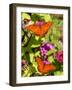 Pair of Passion Butterflies Perch on Flowers at a Houston Park-null-Framed Photographic Print