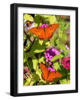 Pair of Passion Butterflies Perch on Flowers at a Houston Park-null-Framed Photographic Print