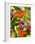 Pair of Passion Butterflies Perch on Flowers at a Houston Park-null-Framed Photographic Print