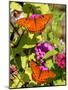 Pair of Passion Butterflies Perch on Flowers at a Houston Park-null-Mounted Photographic Print