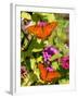 Pair of Passion Butterflies Perch on Flowers at a Houston Park-null-Framed Photographic Print