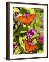 Pair of Passion Butterflies Perch on Flowers at a Houston Park-null-Framed Photographic Print