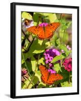 Pair of Passion Butterflies Perch on Flowers at a Houston Park-null-Framed Photographic Print