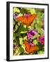 Pair of Passion Butterflies Perch on Flowers at a Houston Park-null-Framed Photographic Print