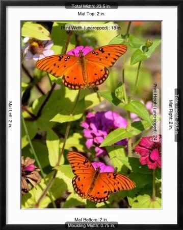 Pair of Passion Butterflies Perch on Flowers at a Houston Park'  Photographic Print | AllPosters.com