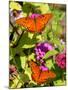 Pair of Passion Butterflies Perch on Flowers at a Houston Park-null-Mounted Photographic Print