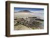 Pair of Patagonian Crested Ducks (Lophonetta Specularioides) in a Pool-Eleanor-Framed Photographic Print