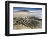 Pair of Patagonian Crested Ducks (Lophonetta Specularioides) in a Pool-Eleanor-Framed Photographic Print