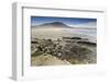 Pair of Patagonian Crested Ducks (Lophonetta Specularioides) in a Pool-Eleanor-Framed Photographic Print