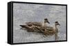 Pair of Patagonian Crested Ducks (Lophonetta Specularioides) in Courtship Behaviour-Eleanor Scriven-Framed Stretched Canvas