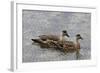 Pair of Patagonian Crested Ducks (Lophonetta Specularioides) in Courtship Behaviour-Eleanor Scriven-Framed Photographic Print