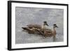 Pair of Patagonian Crested Ducks (Lophonetta Specularioides) in Courtship Behaviour-Eleanor Scriven-Framed Photographic Print