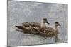 Pair of Patagonian Crested Ducks (Lophonetta Specularioides) in Courtship Behaviour-Eleanor Scriven-Mounted Photographic Print