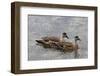 Pair of Patagonian Crested Ducks (Lophonetta Specularioides) in Courtship Behaviour-Eleanor Scriven-Framed Photographic Print