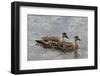 Pair of Patagonian Crested Ducks (Lophonetta Specularioides) in Courtship Behaviour-Eleanor Scriven-Framed Photographic Print