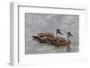 Pair of Patagonian Crested Ducks (Lophonetta Specularioides) in Courtship Behaviour-Eleanor Scriven-Framed Photographic Print