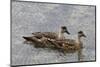 Pair of Patagonian Crested Ducks (Lophonetta Specularioides) in Courtship Behaviour-Eleanor Scriven-Mounted Photographic Print