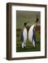 Pair of Penguins. Small and Big Bird. Male and Female of Penguin. King Penguin Couple Cuddling in W-Ondrej Prosicky-Framed Photographic Print