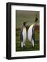 Pair of Penguins. Small and Big Bird. Male and Female of Penguin. King Penguin Couple Cuddling in W-Ondrej Prosicky-Framed Photographic Print