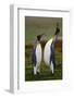 Pair of Penguins. Small and Big Bird. Male and Female of Penguin. King Penguin Couple Cuddling in W-Ondrej Prosicky-Framed Photographic Print